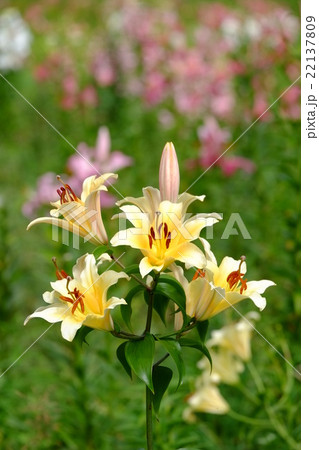 黄色のゆり 22137809