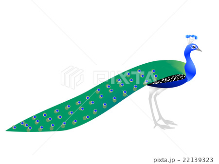動物の島 心に強く訴えるクジャク イラスト 動物の島 心に強く訴えるクジャク イラスト