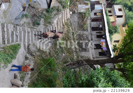 India　　Village of mountain donkey work 22139629