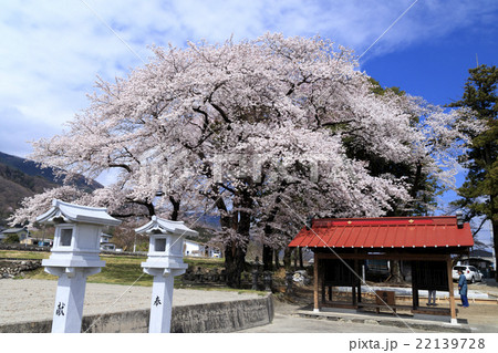 満開の桜の鎮守様 22139728
