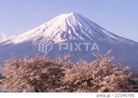 夜明けの富士山と桜【山梨県・富士河口湖町】 夜明けの富士山と桜【山梨県・富士河口湖町】 22140795