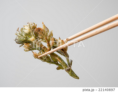 たらの芽 たらの芽 22140897
