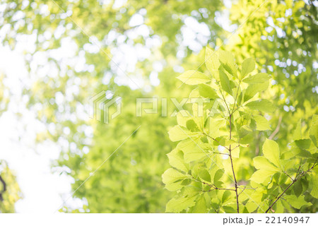 新緑 新緑 22140947