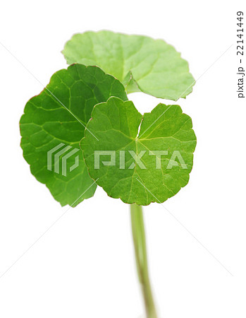 ツボクサ ツボクサ 22141449