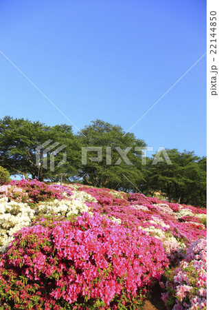 西山公園 22144850