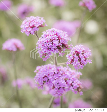 Small pink flower 22145324