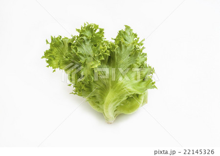 Frillice Iceberg 22145326