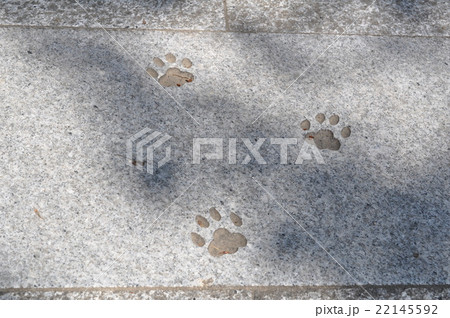 猫神社 猫神社 22145592