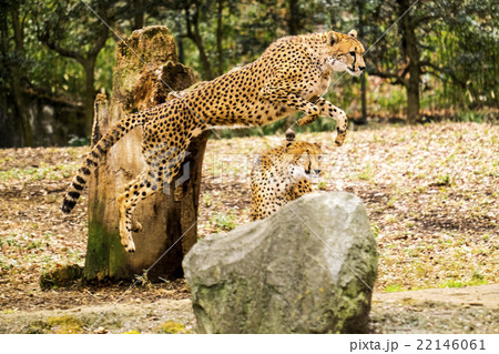 多摩動物公園の姉妹チーター 多摩動物公園の姉妹チーター 22146061