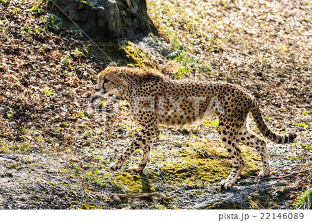 多摩動物公園のチーター 多摩動物公園のチーター 22146089