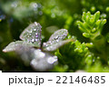 しずく 22146485
