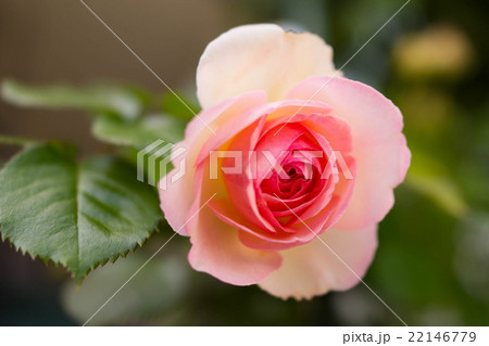薔薇 薔薇 22146779