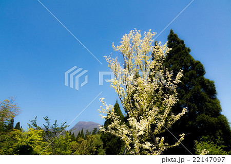 トウカエデ トウカエデ 22147097