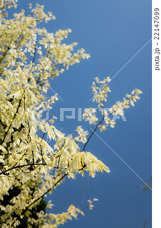 トウカエデ トウカエデ 22147099