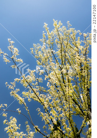 トウカエデ 22147100