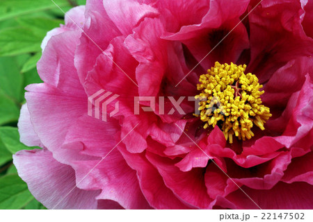 ぼたんの花びらの重なる① 22147502