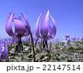 カタクリの花 22147514