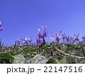 カタクリの花 22147516