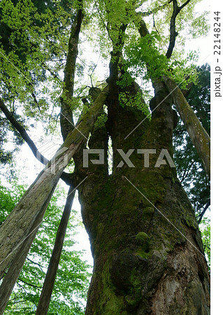 白山比め神社の大ケヤキ 22148244