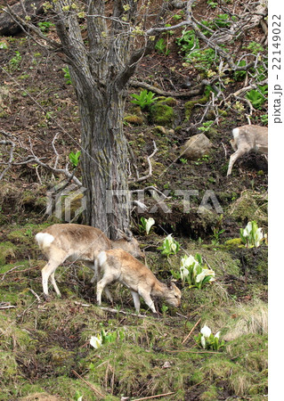 知床半島のエゾシカ 22149022