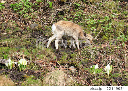 知床半島のエゾシカ 22149024