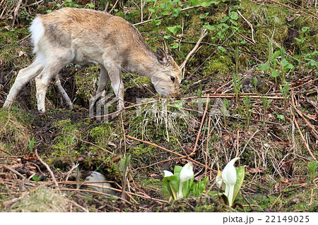 知床半島のエゾシカ 22149025