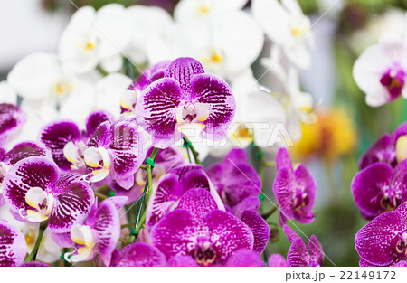 Beautiful Farland orchid in the garden 22149172