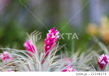 Pink cotton-candy flowers in the market 22149174