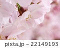 桜　春 22149193