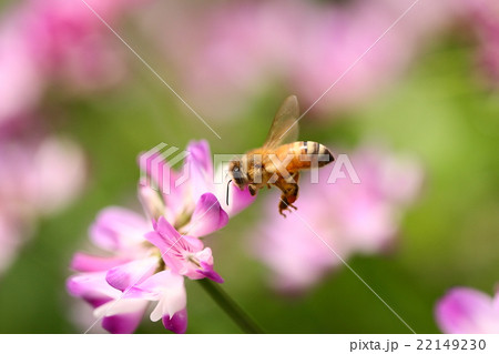 【春の風景　レンゲ蜜を集めて飛ぶ蜜蜂】 22149230