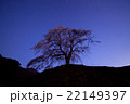 群馬県沼田市上発知のシダレザクラ (朝焼け) 22149397
