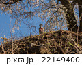 群馬県沼田市上発知のシダレザクラと地蔵 22149400