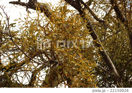 宿り木 宿り木 22150026