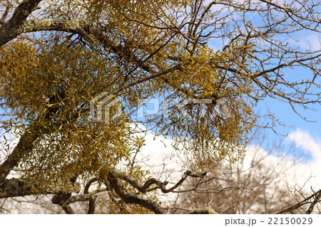 宿り木 宿り木 22150029