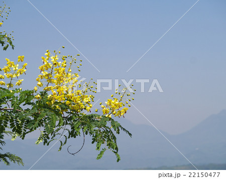 カワラフジ 22150477