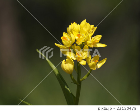 キンラン 22150478