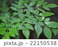 新緑の雨粒 22150538