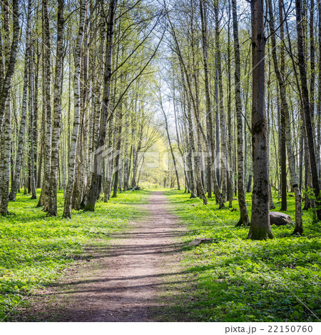 Alley shined by solar beams in spring park 22150760