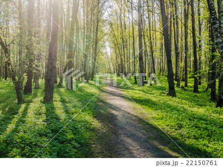 Alley shined by solar beams in spring park Alley shined by solar beams in spring park 22150761