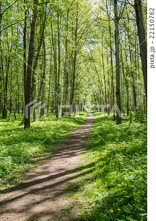 Path leading through the summer park 22150762