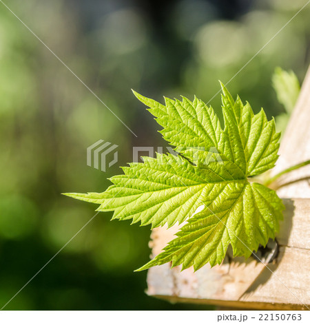 Hop Leaf, close-up 22150763