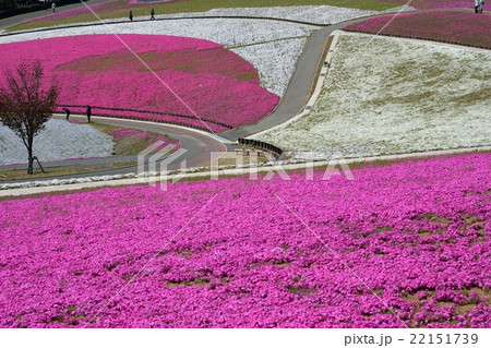 おおた八王子山公園の芝桜の写真素材