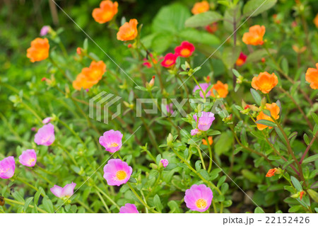 Pussley Flower or Moss Rose Pussley Flower or Moss Rose 22152426