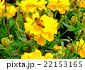Bee on yellow flower 22153165