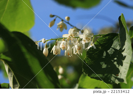 ハクウンボクの花 ハクウンボクの花 22153412