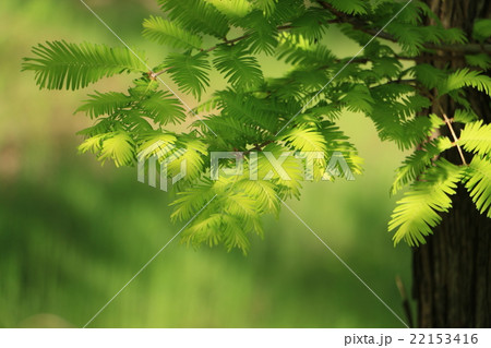 新緑のメタセコイア 22153416