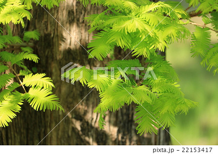 新緑のメタセコイア 22153417