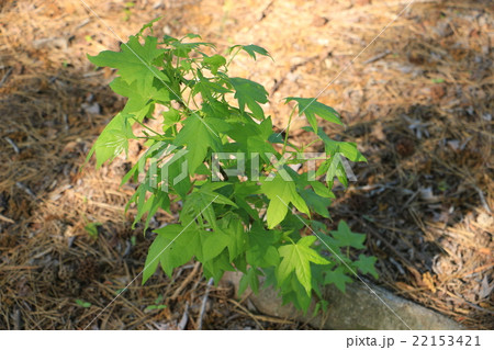 モミジバフウの幼木 モミジバフウの幼木 22153421