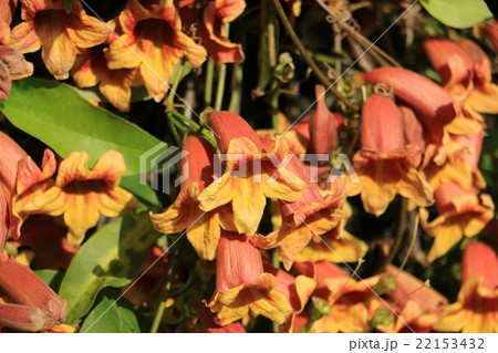 ツリガネカズラの花の写真素材