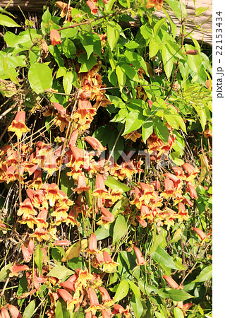 ツリガネカズラの花の写真素材